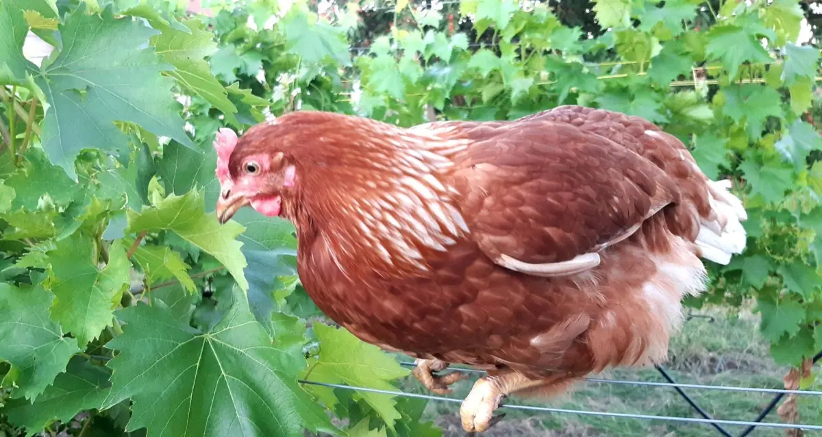 Ein braunes Huhn sitzt auf dem Spalierdraht einer Rebzeile zwischen grünen Weinblättern.